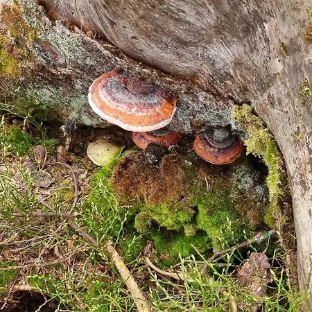 Schwarzwald Ruhe *